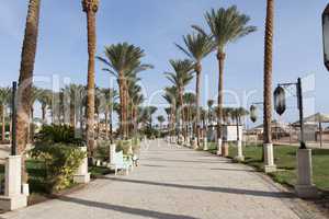 An oasis of palm trees and greenery photo. Embankment along the beach in Makadi, Egypt