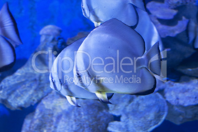 Circular batfish Platax orbicularis in water sea photo