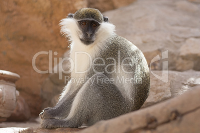 Green monkey animal in their natural habitat photo. Africa. Kenya.