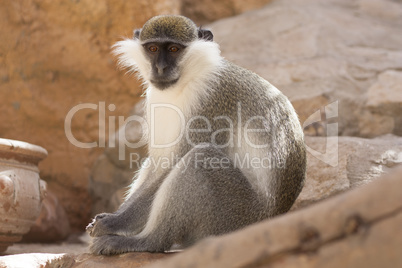 Green monkey animal in their natural habitat photo. Africa. Kenya.