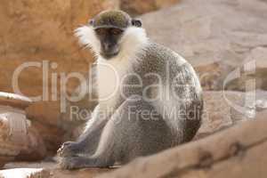 Green monkey animal in their natural habitat photo. Africa. Kenya.