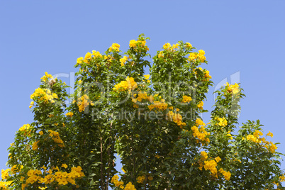 Yellow spring flowers on the tree over blue sky photo