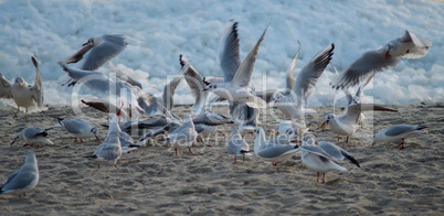 Seagulls in a Winter