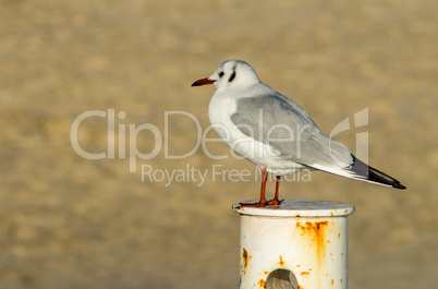 Seagull on a Rusty Pole