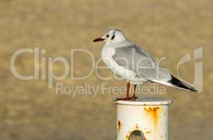Seagull on a Rusty Pole