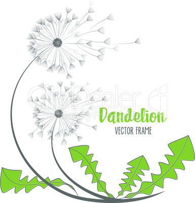 Vector dandelion flower