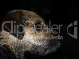 Scruffy Terrier in profile