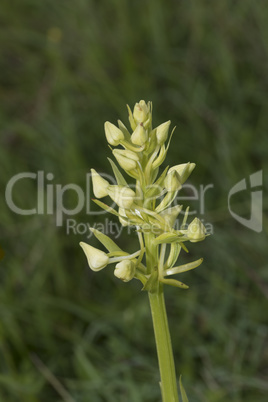 Greater Butterfly Orchid, Platanthera chlorantha, with flowers just starting to open