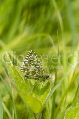 Grizzled Skipper butterfly, Pyrgus malvae, resting on a clover leaf