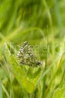 Grizzled Skipper butterfly, Pyrgus malvae, resting on a clover leaf