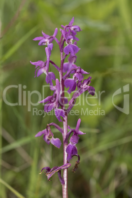 Early Purple Orchid, Orchis mascula, towards the end of its flowering season