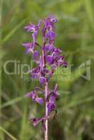 Early Purple Orchid, Orchis mascula, towards the end of its flowering season