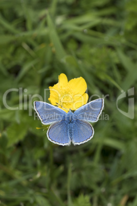 Common Blue butterfly, Polyommatus icarus, nectaring on a buttercup