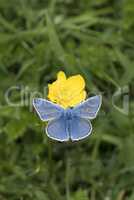 Common Blue butterfly, Polyommatus icarus, nectaring on a buttercup