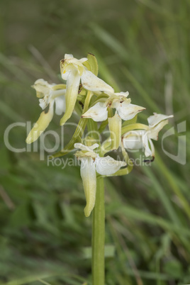 Greater Butterfly Orchid, Platanthera chlorantha, towards the end of it's flowering season