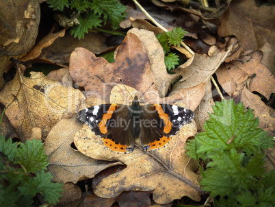 Red Admiral butterfly basking on dead leaves