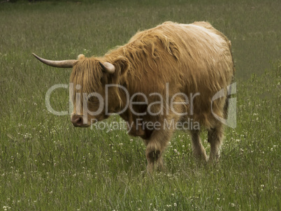 Highland Cow standing in a field