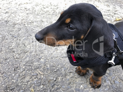 Miniature Smooth-haired Dachshund