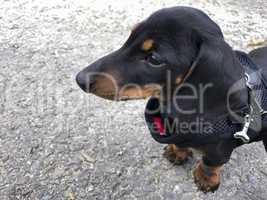 Miniature Smooth-haired Dachshund
