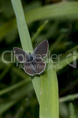 Small Blue butterfly, Cupido minimus, on a blade of grass