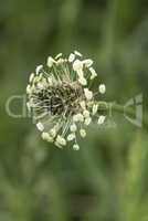 Flowerhead of Ribwort Plantain, Plantago lanceolata