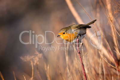 Skillful robin bird on the branch