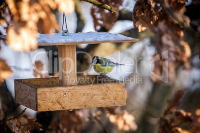 Small tom-tit looking for birdseed in the bird feeder