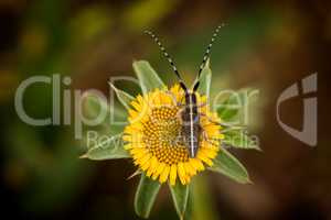 Flat-faced longhorn beetle (Agapanthia cardui)