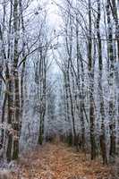 Frozen oak forest from Hungary