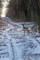 Alert roe on the forest road in winter