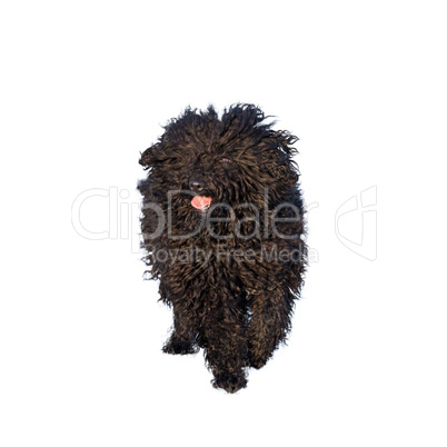 Adorable hungarian dog breed, puli