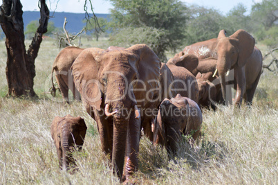 Elephant herd walks through the savanna