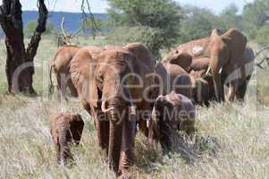 Elephant herd walks through the savanna