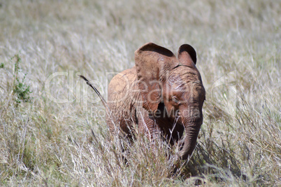 Small elephant strolling through