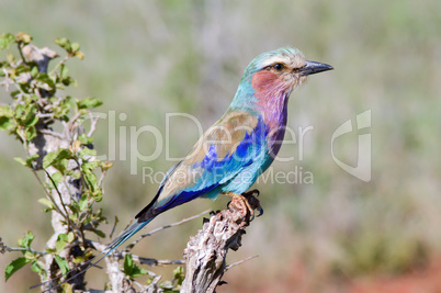 Roller with long strands on a tree