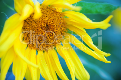 Macro photo of fresh Sunflower on a blue background