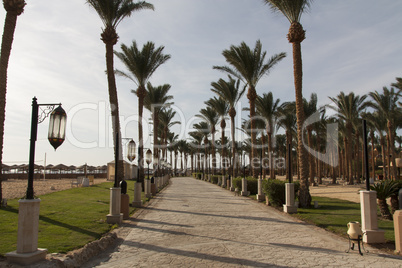 An oasis of palm trees and greenery photo. Embankment along the beach in Makadi, Egypt