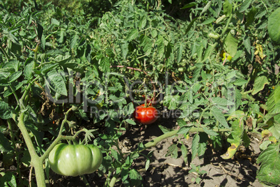 Ripe and unripe tomatoes on branches