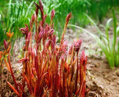 Young shoots sprouting peonies.