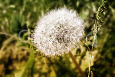 Mature dandelion flower with seeds.