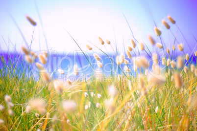 Bunny Tails Grass Lagurus Ovatus