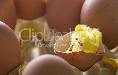 Newborn chick with his family still in eggs