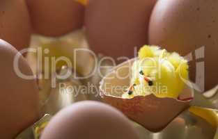 Newborn chick with his family still in eggs