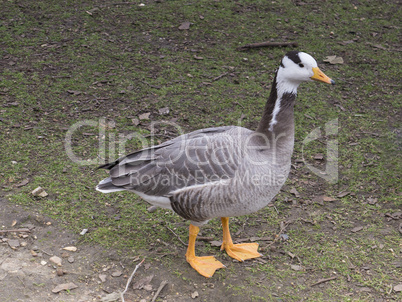 Bar-headed Goose, Anser indicus, on the ground