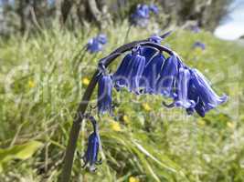 English Bluebell, Hyacinthoides non-scripta, stem in long grass