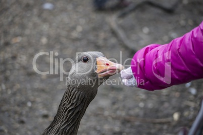 A young girl extending her hand to feed a greylag goose