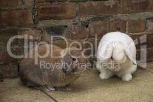 Brown and white mini lop rabbits on the ground