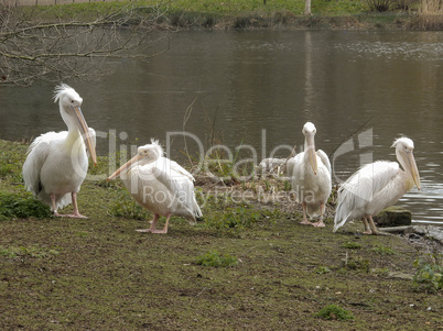 Pelicans on the ground