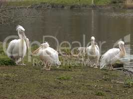 Pelicans on the ground