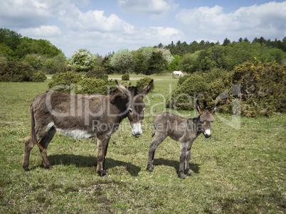 Donkey with foal in the New Forest